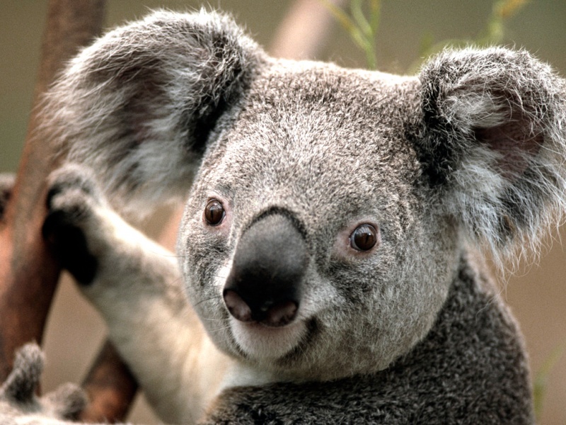 Ficheiro:Koala.jpg